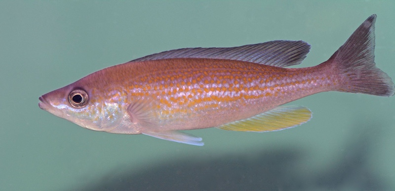 Cyprichromis pavo 'Kantalamba'